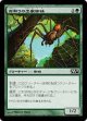 命取りの出家蜘蛛