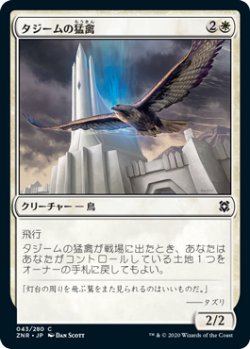 画像1: タジームの猛禽