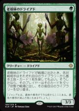 画像: 老樹林のドライアド