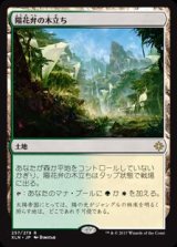 画像: 陽花弁の木立ち