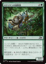 画像: 渡りをするケトラドン