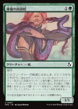 画像: 秘儀の両頭蛇